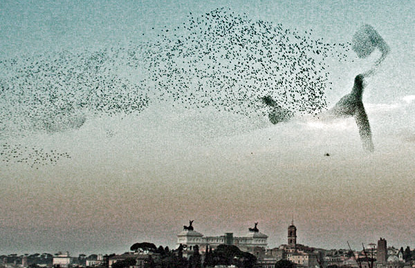 Starlings Under the Auspices