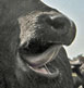 buffalo tongue