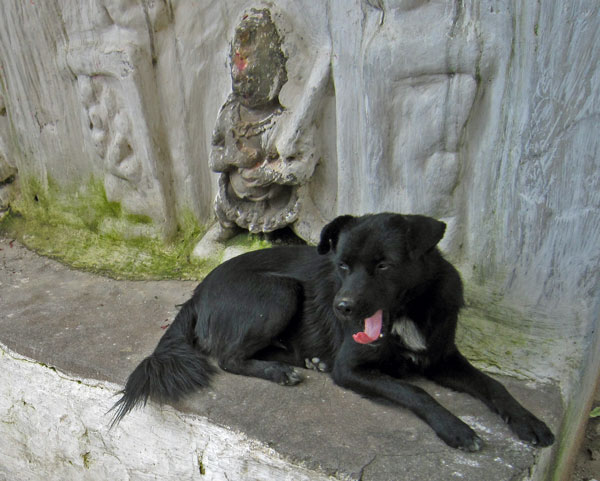 yawning dog