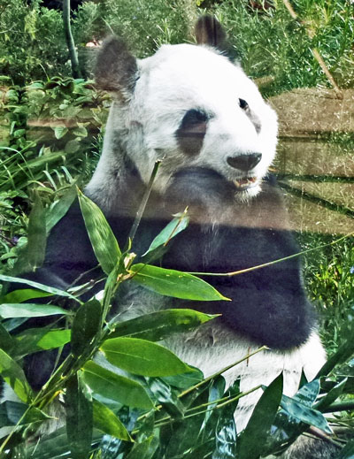 panda