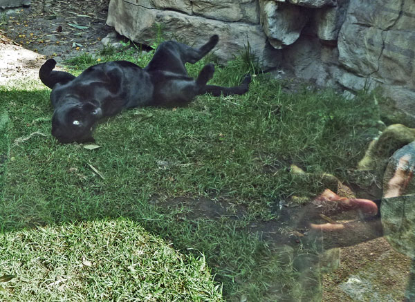 black jaguar