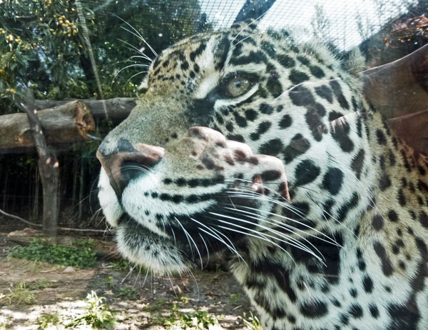 mexican jaguar