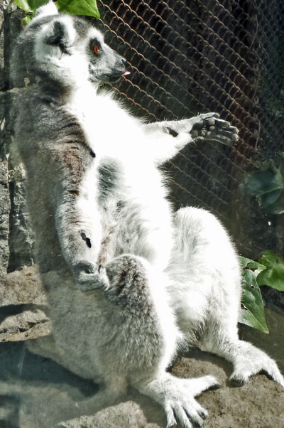 lemur