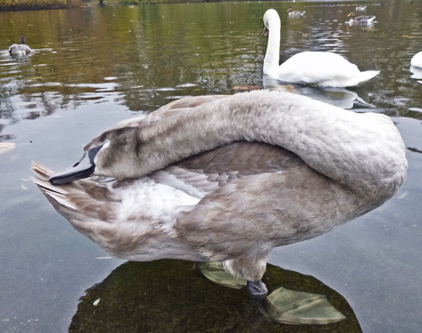 goose