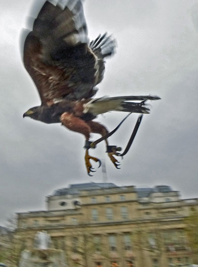 Harris Hawk
