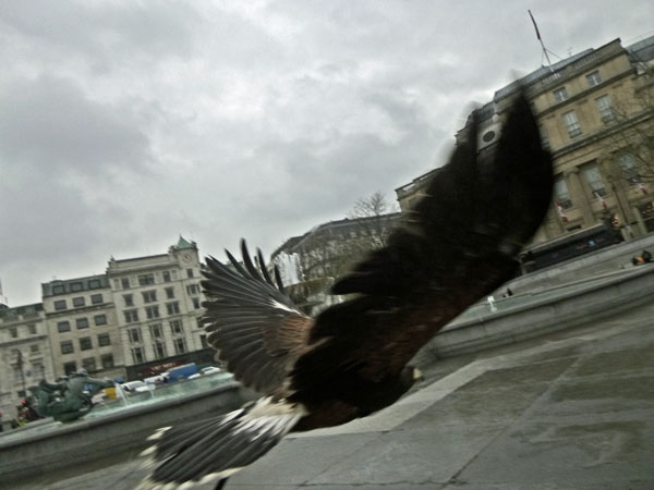 hawk swoop