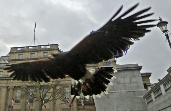 hawk
