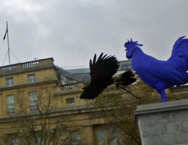 blue rooster