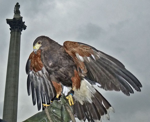 harris hawk