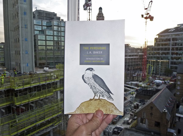 The Peregrine by J.A. Baker