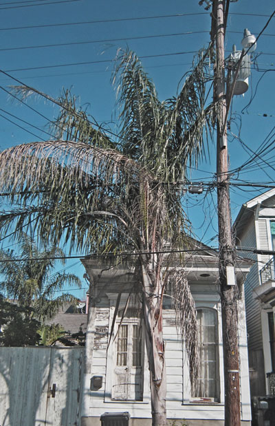 palm jank