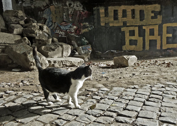 rubble cat