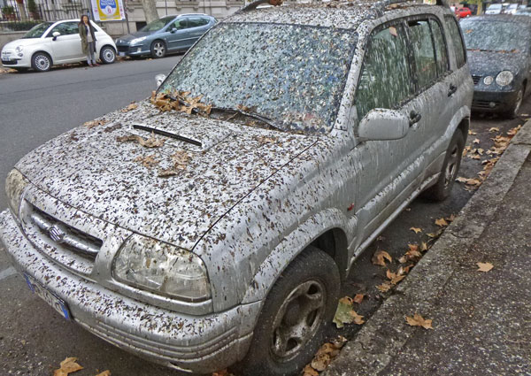 starling shit 