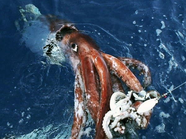 giant squid cannibalizing squid bait