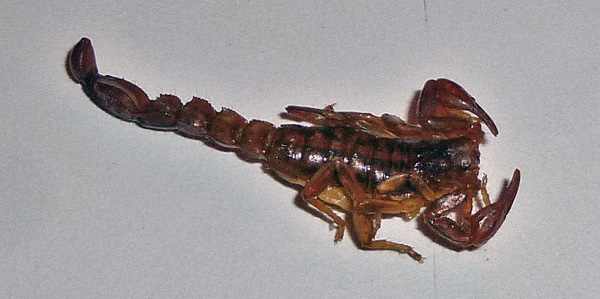 scorpion