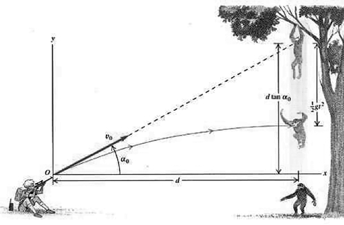 monkey tree physics problem