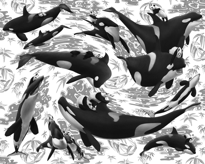 orcas, pandas