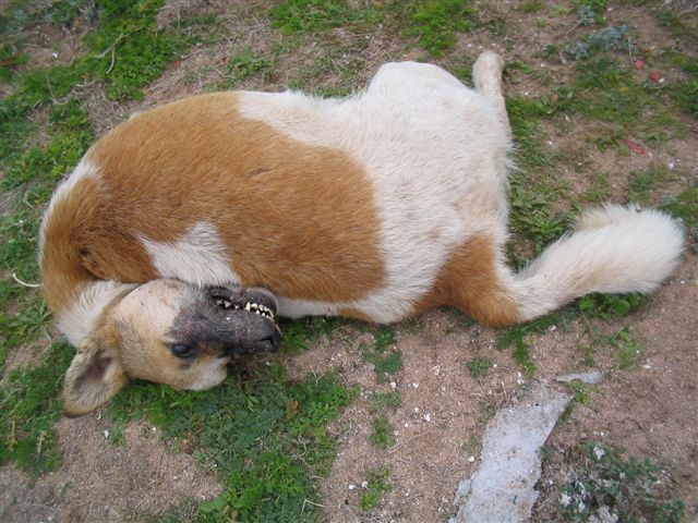 twisted dog
